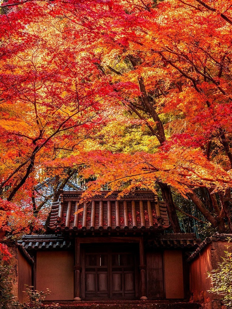 [相片1]冈山县总社市的北福寺的红叶很漂亮。