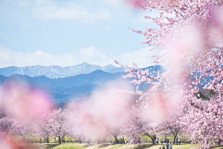 [相片1]人们经常长途跋涉，捕捉一个美丽的场景，包括雪山和樱花在同一画面中。但是，有机会在东京附近一整天目睹如此奇妙的景色。Kita Asaba Sakura Zutsumi 提供了亲近绿色自然的机会。