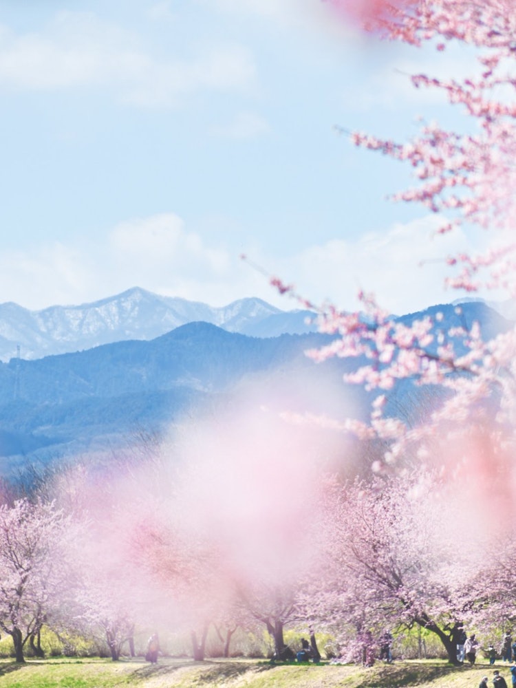 [画像1]人々は、雪をかぶった山々と桜の両方を含む美しいシーンを同じフレームに収めるために、長距離を移動することがよくあります。しかし、東京のすぐ近くにあるこのような素晴らしい景色を一日中目の当たりにする機会が
