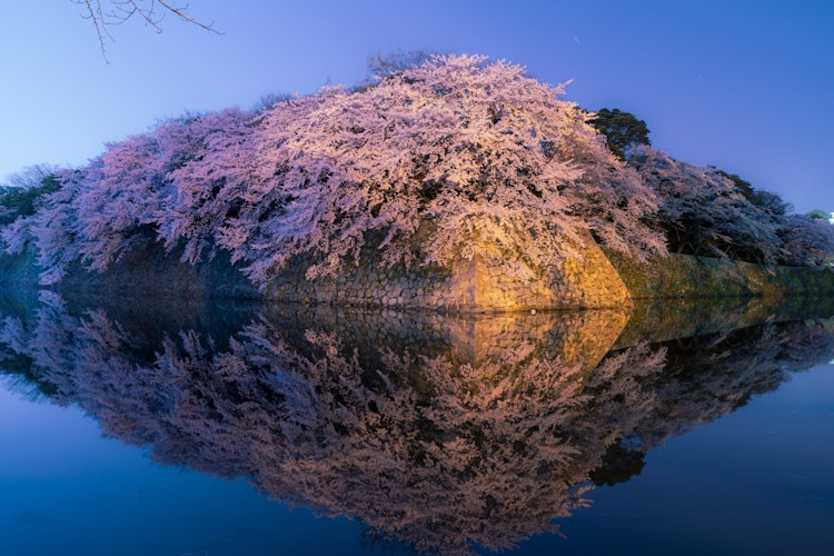 [画像1]滋賀県彦根城満開の桜がリフレクションしています。