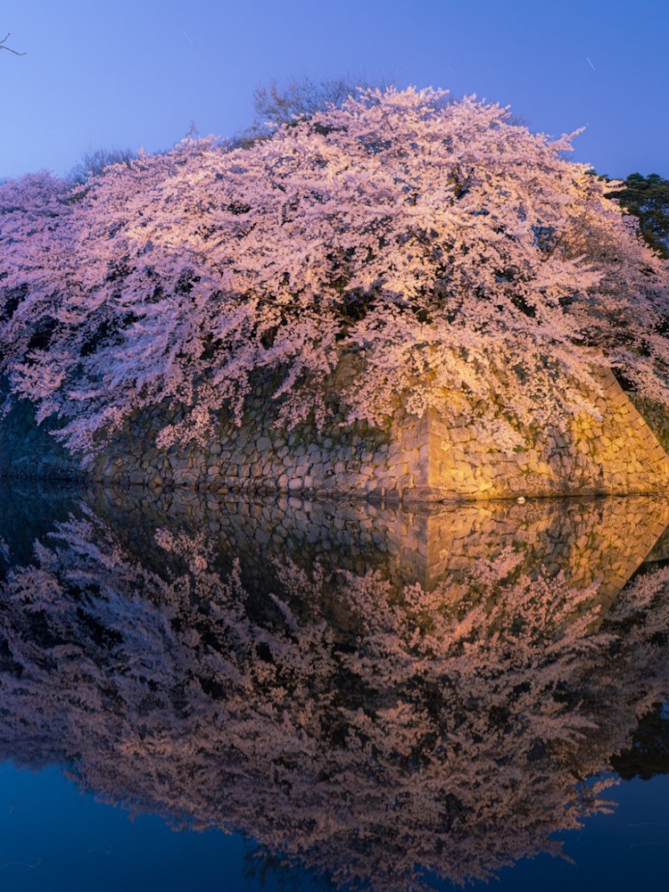 [画像1]滋賀県彦根城満開の桜がリフレクションしています。