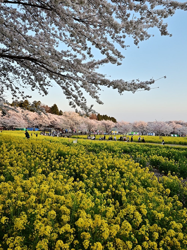 [画像1]赤城千本桜を撮影