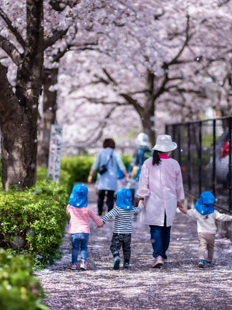 [Image1]Shakujiigawa, Nerima-ku, TokyoOn this day, the weather was fine, and there was a cheerful cherry blo