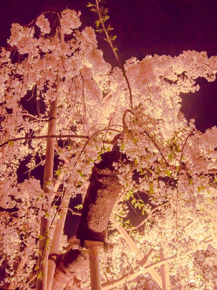 [Image1]April 4, 2024Kinshi Park Cherry Blossom Festival in Tokyo