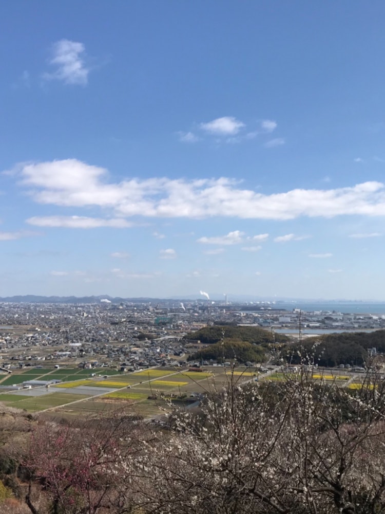 [Image1]View of spring from Mt. Ayabe#Spring#Seto Inland Sea#Rape blossoms#Plum