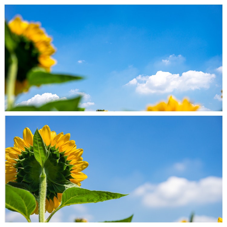 [相片1]我被夏天的向日葵和它们仰望天空的景象所吸引。