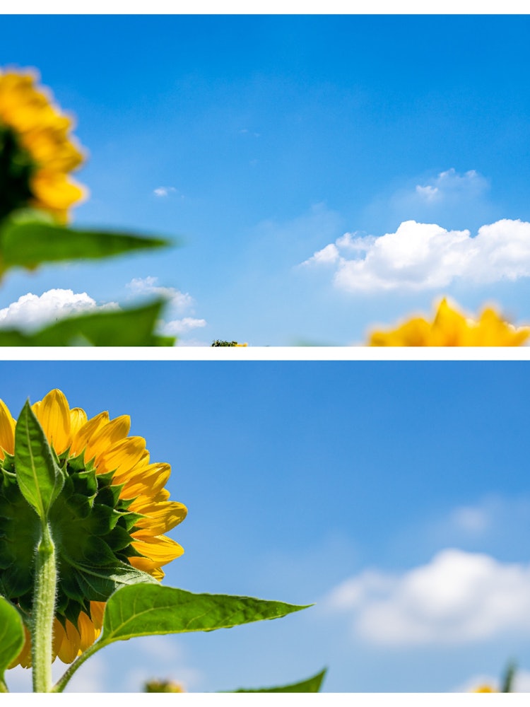 [Image1]I was attracted by the summer sunflowers and the sight of them looking up at the sky.