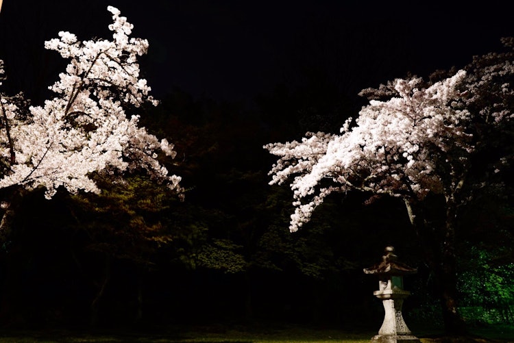 [相片1]西加之夜櫻花