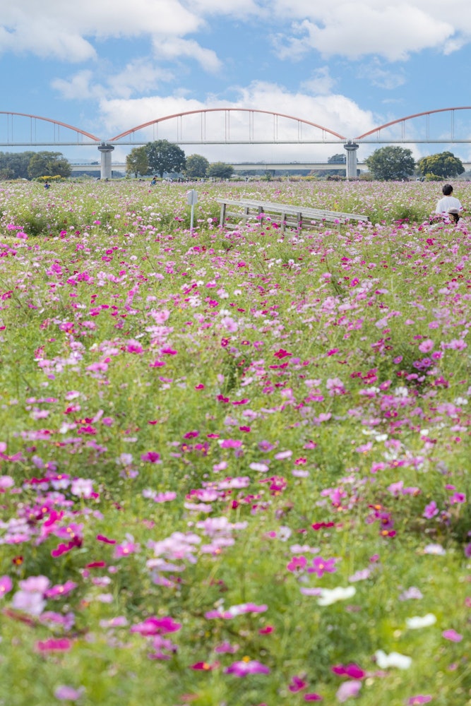 [이미지1]일본 최대급의 코스모스 밭 🌷사이타마현 고노스시에 있는 일본 최대급의 코스모스 밭!한쪽에는 형형색색의 코스모스 필드가 펼쳐져 있습니다!매년 10월 상순부터 하순 사이가 절정입니다.