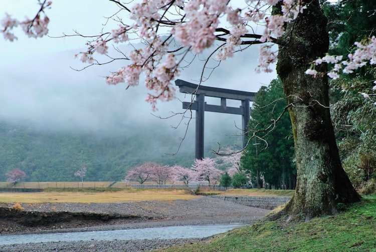 [画像1]熊野古道大斎原（おおゆのはら）の大鳥居と桜です。 鳥居の正面からではなく、後ろから撮影しました。 構図を変えてみると、また違った風景に出会えます。