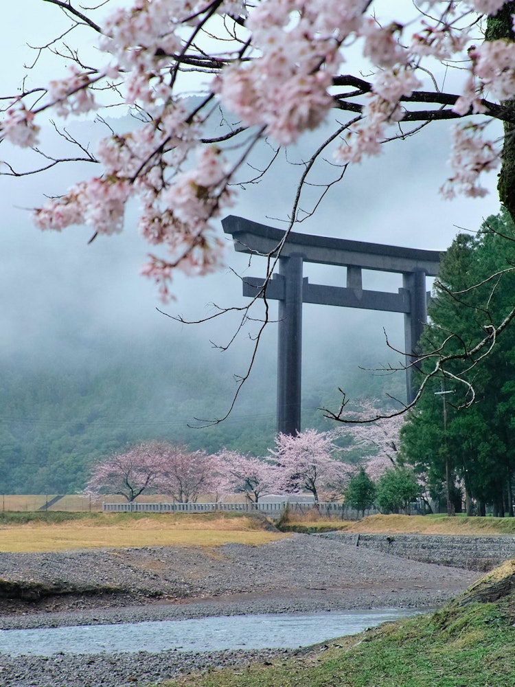 [相片1]它是熊野古道大斋原的大鸟居（神社门）大门和樱花。 它不是从鸟居（神社大门）的前面拍摄的，而是从后面拍摄的。 如果改变构图，会遇到不一样的风景。