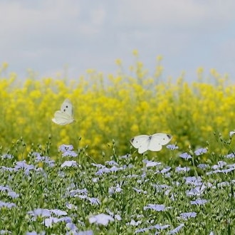 [Image1]Summer in Tokachi, Hokkaido!In June ~ early July, the light purple flax and yellow mustard flowers o