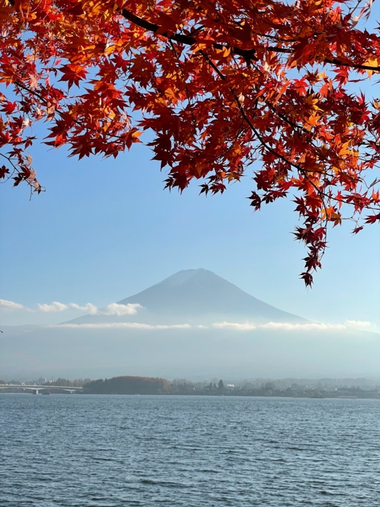 [Image1]=Lake Kawaguchi and autumn leaves=On the shore of Lake Kawaguchiko, the autumn leaves were colored, 