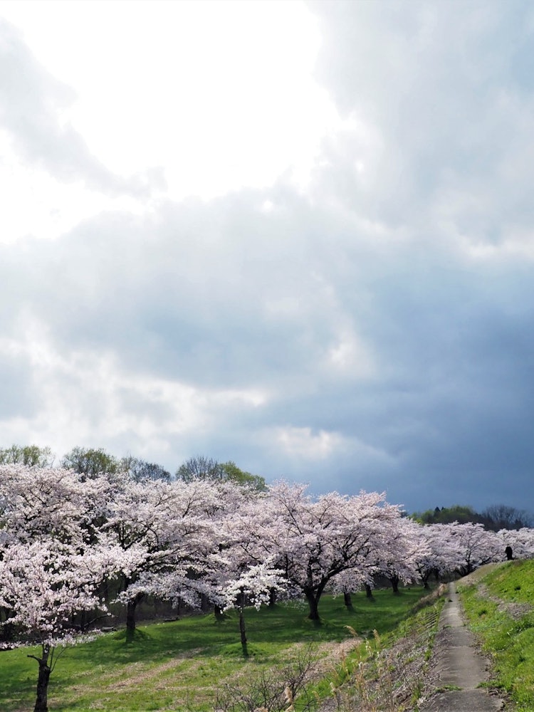 [Image1]Iwate Prefecture Gose Dam cherry blossom trees I went out to photograph the cherry blossoms of Koiwa