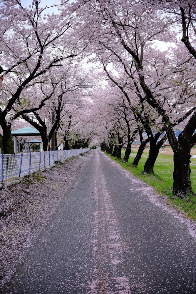 [相片1]拍攝地點是在樽井愛川海濱公園的櫻花中拍攝的。這裡不僅是欣賞每個季節美麗風景的地方，也是攝影愛好者的好去處。 通過拍攝其豐富的自然和寧靜，以及櫻花的美麗，我們可以將公園的魅力傳達給更多的人。