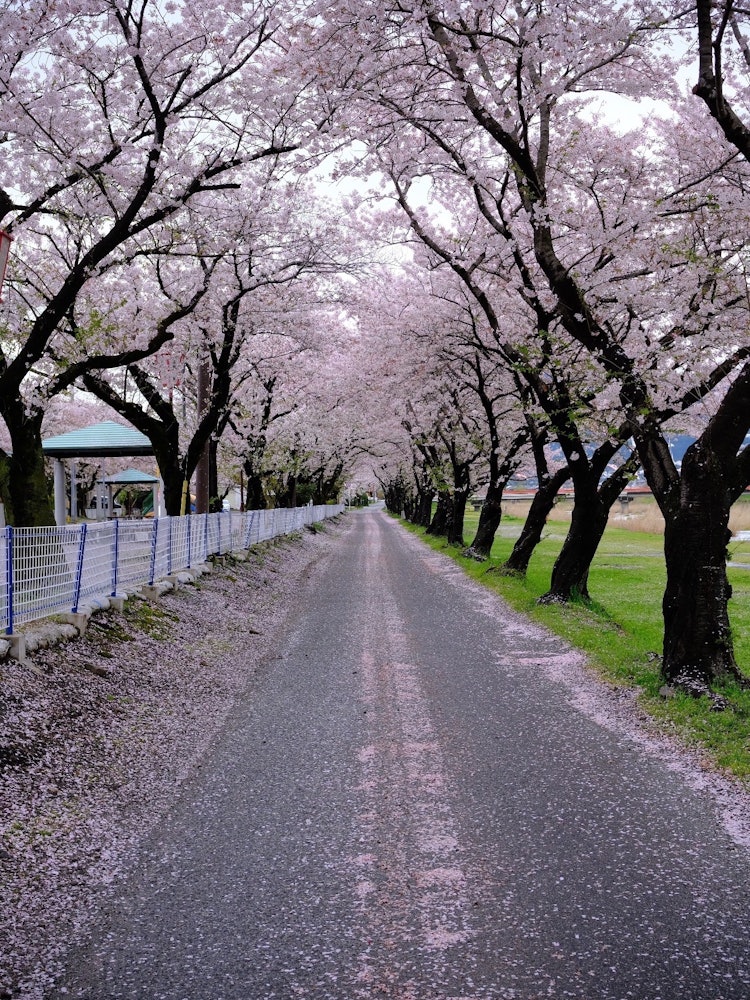 [Image1]The shooting location was taken at the cherry blossoms at Aikawa Waterfront Park in Tarui.It is not 