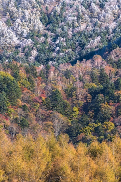 [Image1]Gradation of frost and autumn leaves