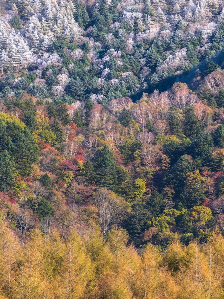 [相片1]霜和秋叶的渐变