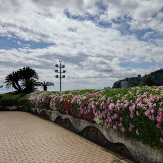 [Image1]4/17 Azaleas on the sundeck and wisteria at Atami Port Sanremo Park are in Best time to visit!