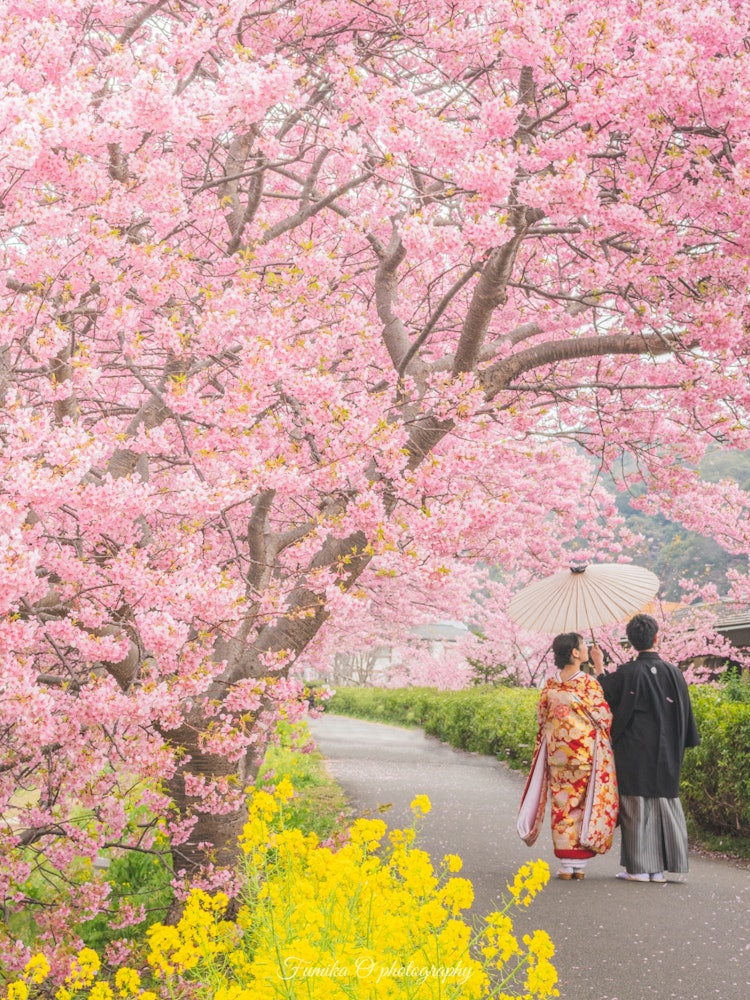 [画像1]河津桜と新婚さん🌸💍最高の日に前撮り！！