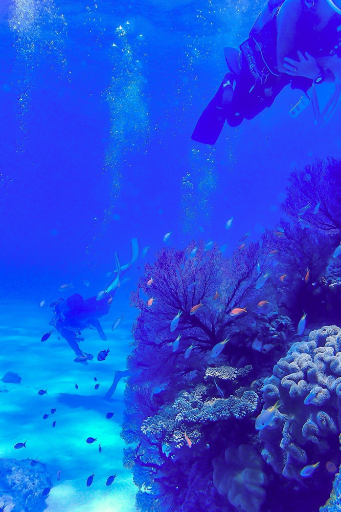 [相片1]一個叫做龍宮Ne的潛水點它位於八重山群島的新代島海岸附近，擁有出色的透明度和風景。