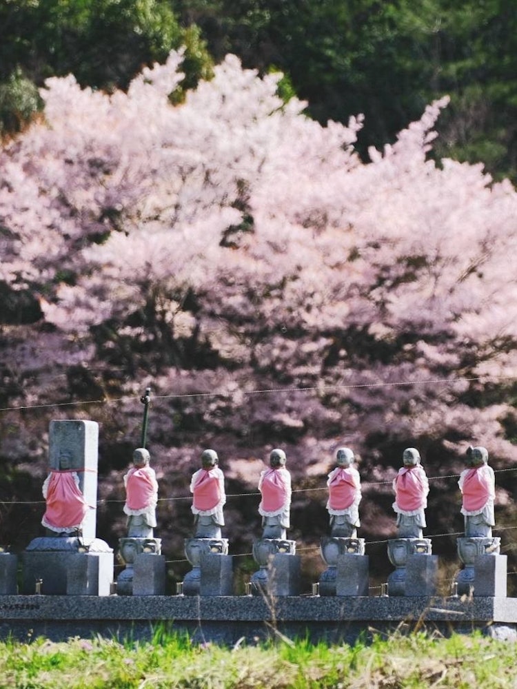 [Image1]This photo was taken on the roadside in Tamba City, Hyogo Prefecture. Jizo where you can feel the fo