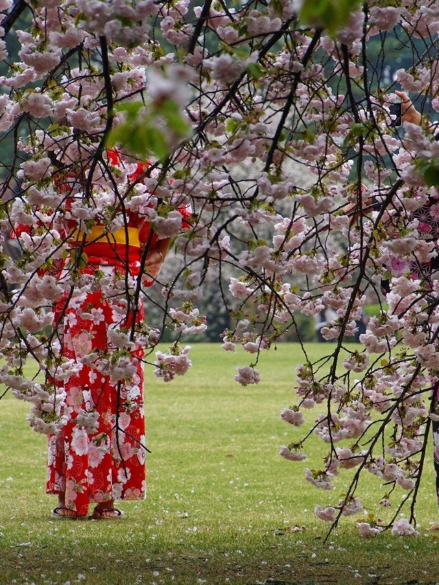 [이미지1]신주쿠 교엔의 봄입니다. 기모노를 입은 여성들이 기념 사진을 찍고 있었다 (도쿄)