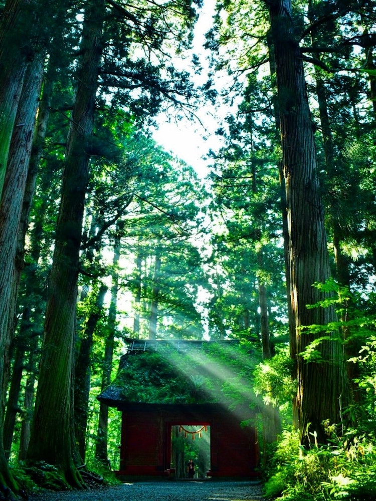 [Image1]Nagano Prefecture, at Sujinmon on the way to Togakushi Shrine Okusha.I arrived at 6 a.m., the sun wa