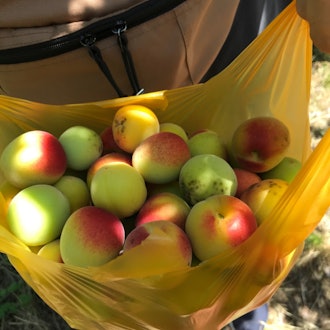 [Image1]I participated in a plum picking event at Wakayama Prefecture Four Seasons Village Park! I wonder if