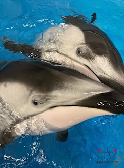 [相片1]海豚饲养员最喜欢的照片 🐬~海豚~ 这一次也是，在额外版中（右）#基拉和（左）#寇在一起我想向您介绍一些可爱的照片！  试着📷找出两匹马之间的区别 