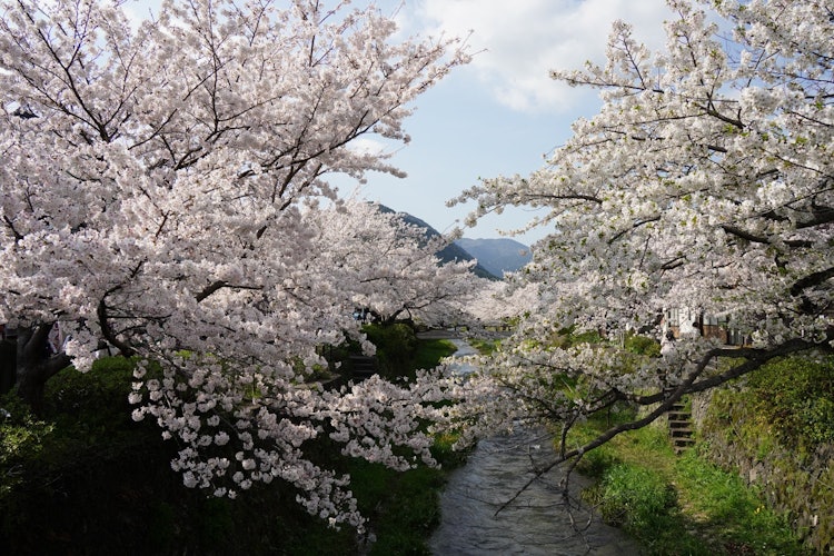 [相片1]它是山口縣山口市坂川川的櫻花。許多人正在享受盛開的春日。