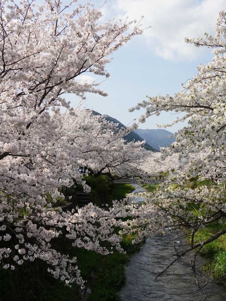 [相片1]它是山口县山口市坂川川的樱花。许多人正在享受盛开的春日。