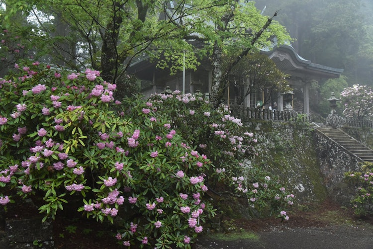 [相片1]奈良县户津川村的玉木神社位于海拔1077米的山区，杜鹃花在5月盛开。 玉木神社有许多巨大的雪松，包括一棵有3000年历史的新台雪松，据说是众神居住的神社。