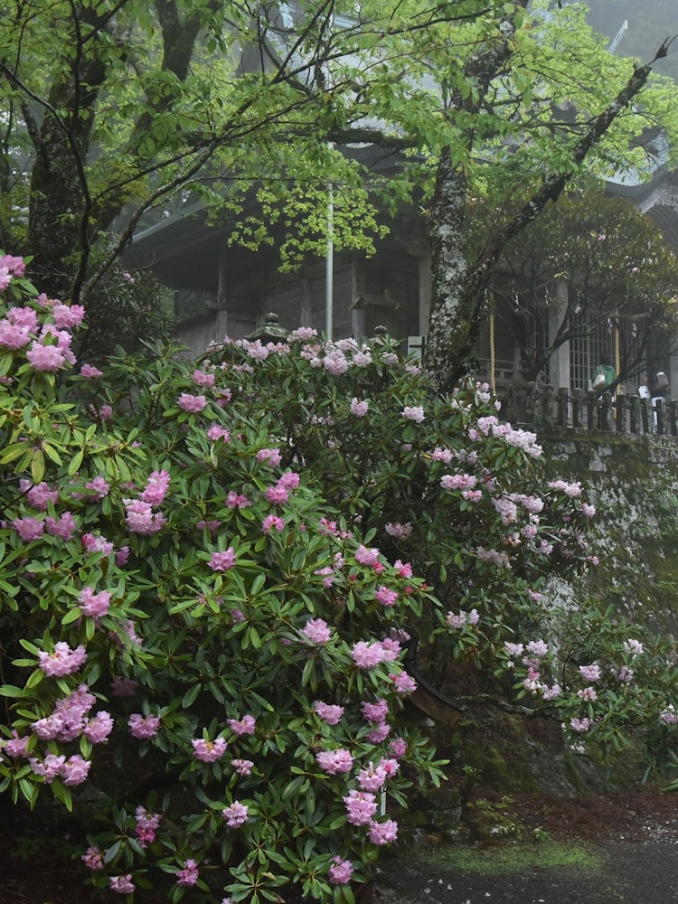 [画像1]奈良県十津川村にある玉置神社は標高１０７７メートルの山中にあり、５月にはシャクナゲの花が見ごろを迎えます。 玉置神社には樹齢３０００年ともいわれている神代杉をはじめ巨杉が多く、神の住む社ともいわれてい