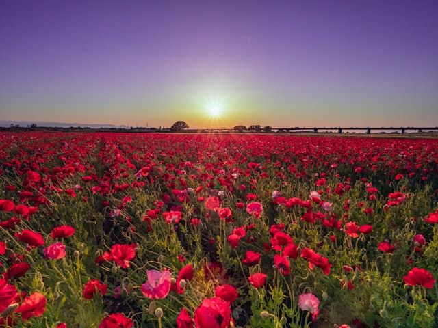 [Image1]Sunset in the largest poppy field in the JapanLocation: Konosu, Saitama