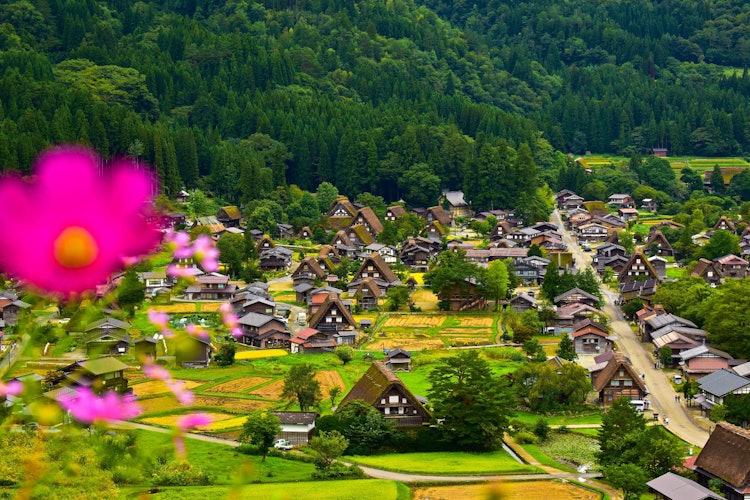 [이미지1]기후현에 있는 시라카와고에 대해 듣는 것은 놀랍습니다. 아름다운 장소일 뿐만 아니라 훨씬 더 많은 것을 제공합니다. 100채가 넘는 갓쇼즈쿠리 양식의 건물이 여전히 남아 있는 마을