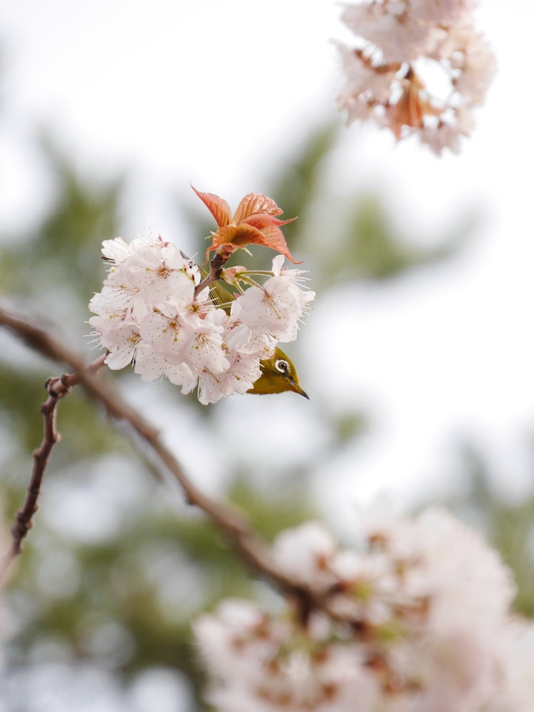 [相片1]這張照片是我去大阪濱寺公園時拍的。 許多小白尾魚不停地嘰嘰喳喳喳，從一朵花跳到另一朵花，從一枝跳到另一根樹枝，動作迅猛。 感受日本的春天，感受溫暖的陽光，彷彿他們在溫暖的陽光下快樂地玩耍，這是一個輕鬆