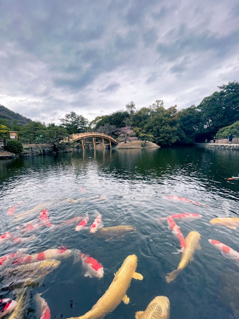[画像1]今年の3月に撮影した栗林公園。日本庭園と大きな錦鯉と架け替えられたばかりの偃月橋（えんげつきょう）を撮影。撮影場所 香川県 栗林公園