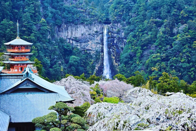 [画像1]日本一高い滝でもある和歌山の原生林にある滝は、素晴らしい観光地です。それは私の旅行の最も期待されていた光景であり、私がそれに到達したとき、それは私を失望させませんでした。那智の滝、誓願東寺、春の森の景