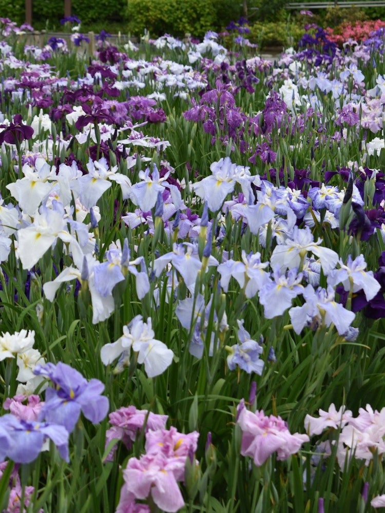 [Image1]Finally summer is here and summer means it time for Iris and hydrangea flowers. This Horikiri Iris g