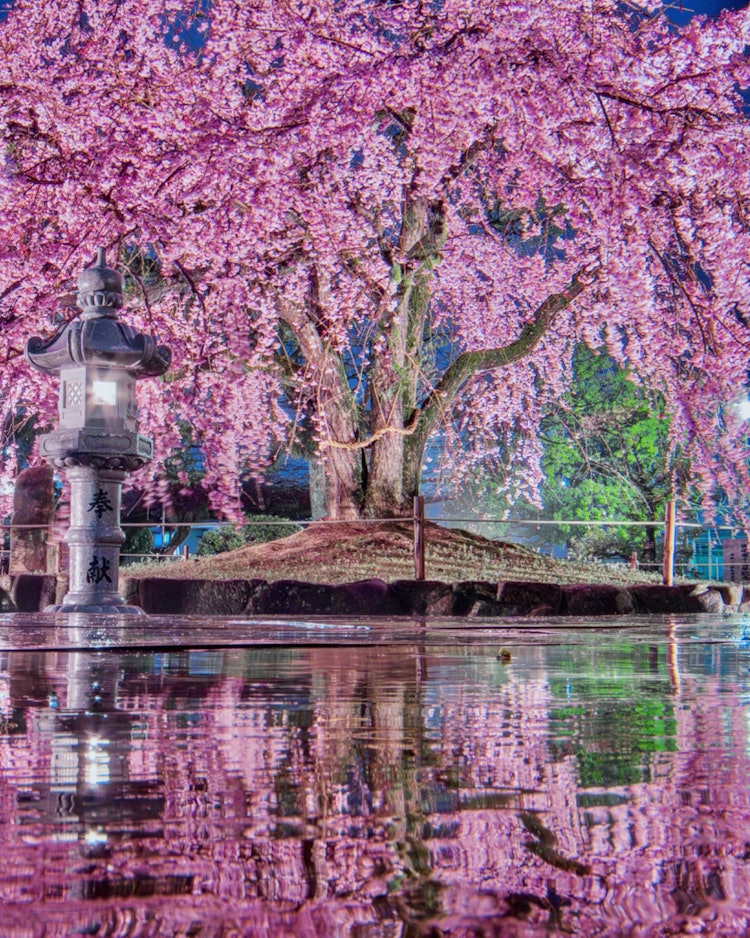 [이미지1]히로시마시 관음 신사(히로시마의 추천 명소)#관음 신사 👈비가 내리는 관음 신사의 처진 벚꽃이 있는 한 장 📸만개한 축 늘어진 벚꽃이 반사되어 튀어나올 정도로 흥분했습니다 📸빗속에