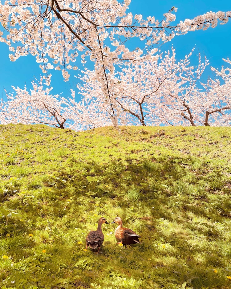[相片1]【賞櫻時的鴨子情侶🌸】地點▷▷▶函館、五棱郭公園📍 地點名稱：函館五棱郭公園◇在櫻花下在一起的兩隻鴨子。 他們看起來像🦆一對享受賞櫻花的好夫婦。◇兩隻鴨子總是在櫻花下在一起。 不知何故，他們看起來像一