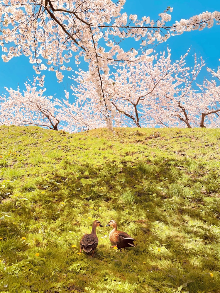 [Image1]【Duck couple 🌸 during cherry blossom viewing】Location▷▶▷Hakodate, Goryokaku Park📍Location:Goryokaku 
