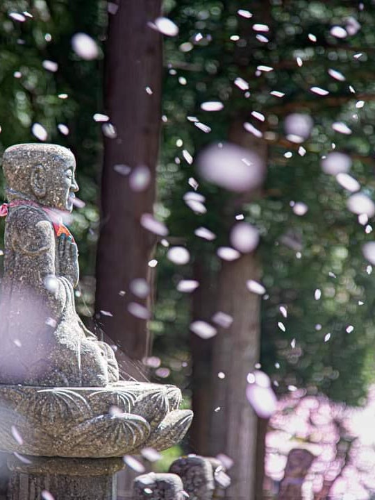 [画像1]桜吹雪に包まれる、長野県白馬村の貞麟寺のお地蔵様です😄この日は天気もよく桜も満開でした。 見事な桜がたくさん植わっていて素敵なのに知名度があまりないからか参拝者もカメラマンもほぼおらず、静けさを堪能で