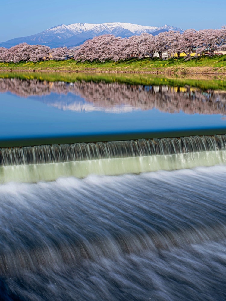 [이미지1]시라이시 강 제방 이치모쿠 센본자쿠라시로이시 강과 자오 산맥을 따라 늘어선 벚꽃 나무와 잔여 눈다양한 벚꽃 가로수를 본 적이 있지만, 시로이시 강을 따라 8km에 걸쳐 뻗어 있는 