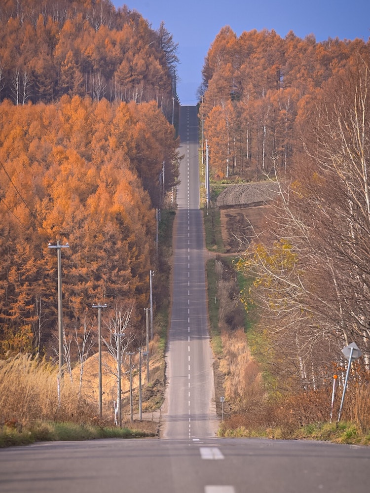 [Image1]This is the view from the hill in Asahikawa.The autumn leaves of the Kara pine trees on the straight