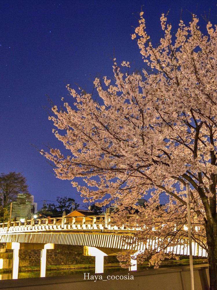 [Image1]Higashiyama, Kanazawa, IshikawaCherry blossoms standing beside an old-fashioned wooden bridgeRecomme