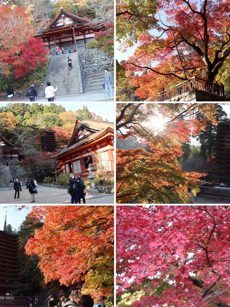 [相片1]奈良縣櫻井市丹山神社的紅葉。一周前，這非常令人興奮。
