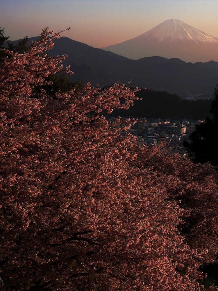 [Image1]From the outskirts of Shizuoka City, Kawazu cherry blossoms and Mt. Fuji shine in the morning sun.