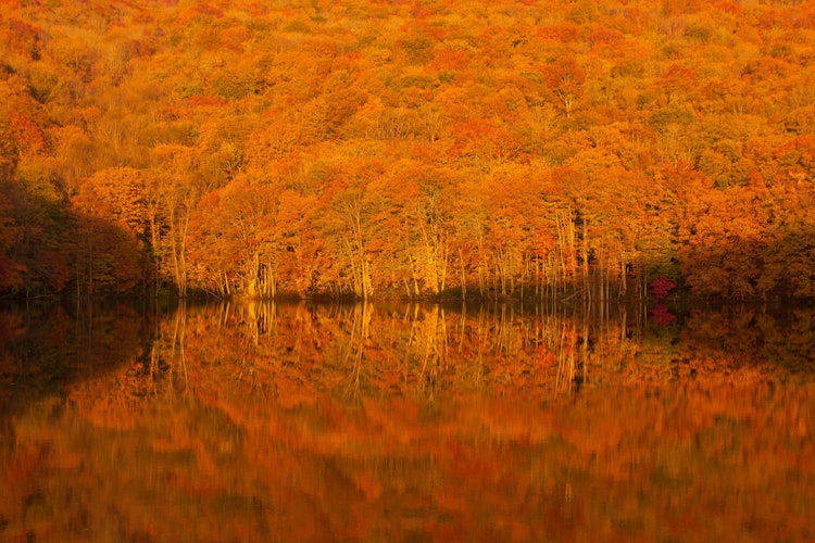 [相片1]现在它已经出名了，津沼。 日出的红叶令人印象深刻。